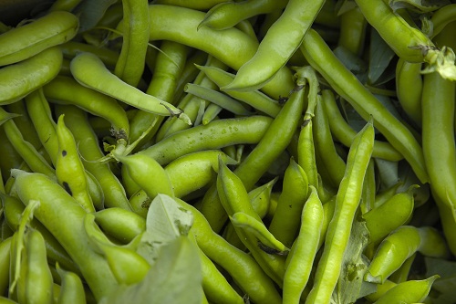 Fava